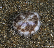 Metalia sternalis Ousin irregulier blanc et noir de sable-Komodo BetheHem-3m-20160802-Denis-ADER-DSC_9100_tn